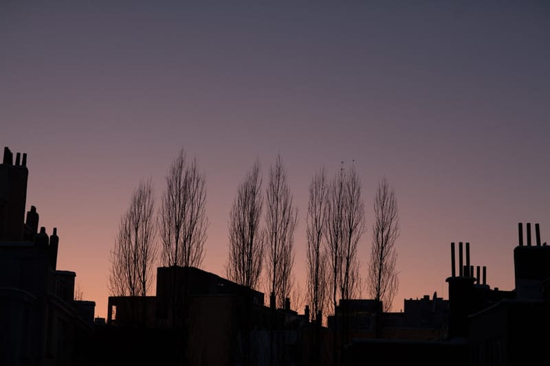 Chimney pots and bare trees silhouetted against a dusk sky