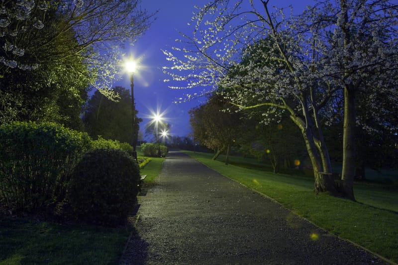 Cherry blossom over a lamplit park path at night